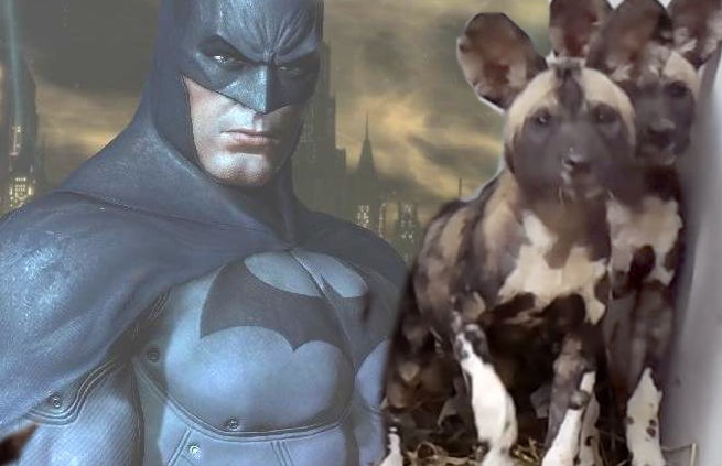 batmanpuppy batmanpuppy