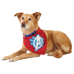 Avengers Dog