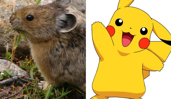 pika