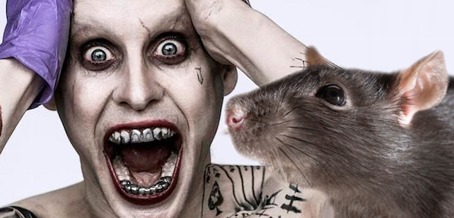 jokerrat