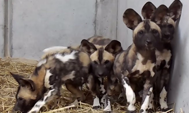 painted dogs painted dogs