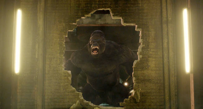 grodd