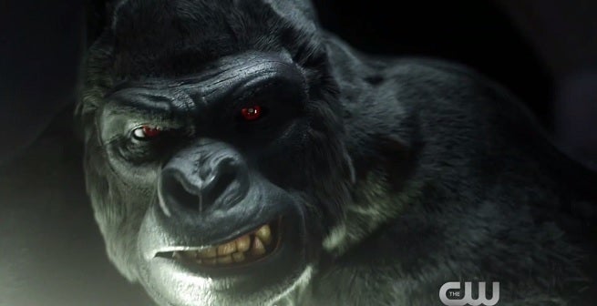 grodd