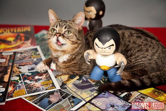 Lil Bub meets Wolverine