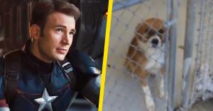 Chris Evans Celebrates National Rescue Dog Day by Sharing His Very First Video of Dodger