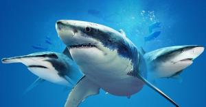 Shark Week 2021 Full Schedule Revealed by Discovery