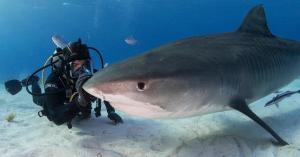 Discovery+ Secures Rights to Eli Roth’s Shark Documentary FIN