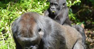 Snake Scaring Gorillas At Disney World Video Goes Viral