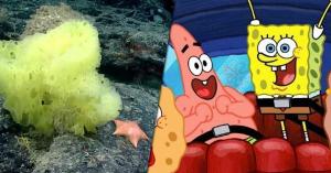 Divers Just Discovered a Real-Life SpongeBob SquarePants and Patrick Star in the Ocean