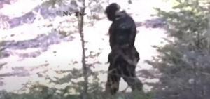 Reported Bigfoot Sighting Caught On Camera In Idaho Believed To Be Real