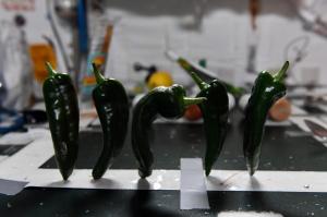 Astronauts Aboard Space Station Make Tacos With Space Peppers