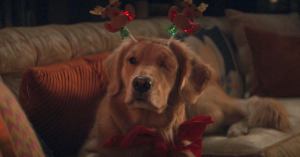 Hawkeye: Painfully Adorable Photo Features Lucky the Pizza Dog Watching Themself