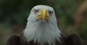 Peacemaker Behind the Scenes Reveals “Real” Eagly on Set With John Cena