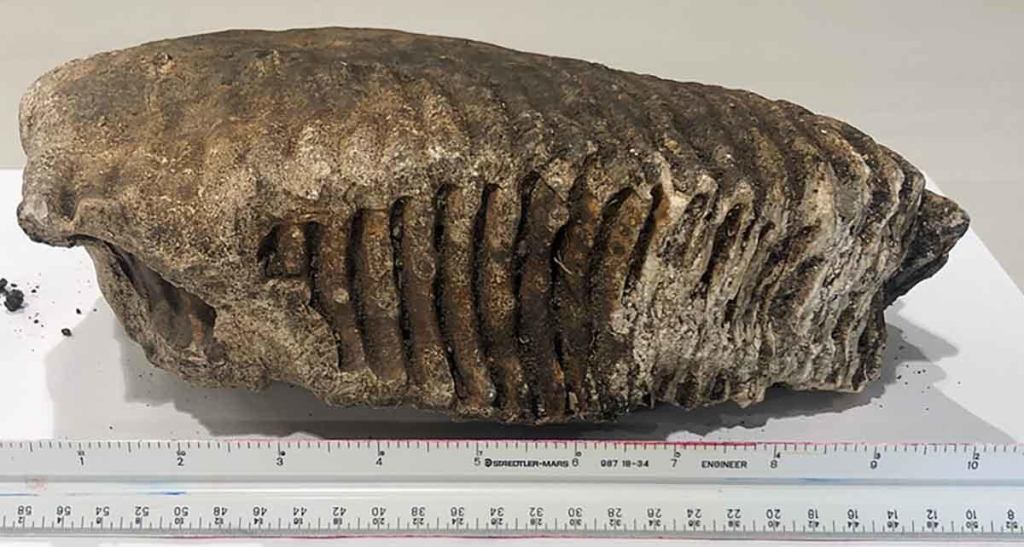 woolly-mammoth-tooth.jpg