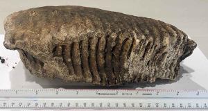 Massive Woolly Mammoth Tooth Discovered by Construction Workers