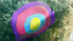 Pokemon Scarlet and Violet Teases New Pokemon With Ties to Famous Basque Forest
