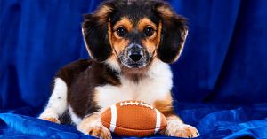 Animal Planet Unveils Team Rosters for Puppy Bowl XIX