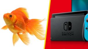 Nintendo Switch Owner’s Pet Fish Commits Credit Card Fraud