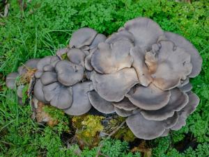 Fungal Infections Rising, Giving Fear That The Last of Us Is Becoming Reality