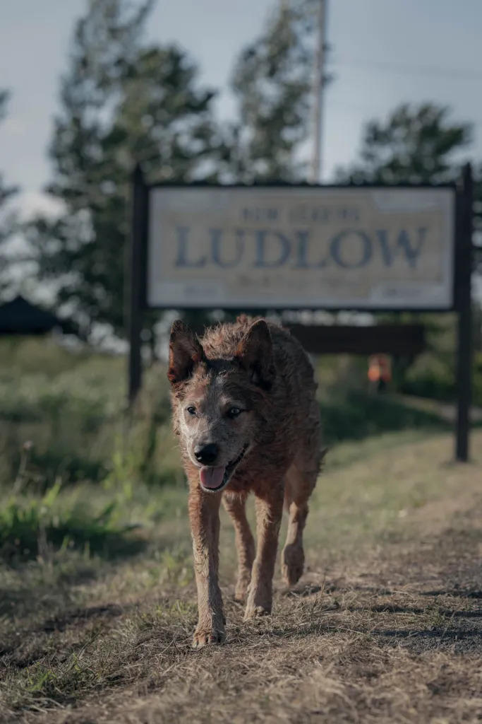 pet-sematary-dog.jpg