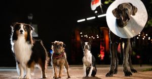 Strays: How Much of the Film Uses Real Dogs?