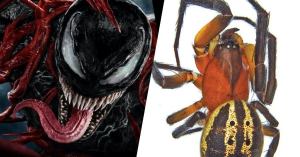 Newly Discovered Spider Species Named After Spider-Man Character Venom