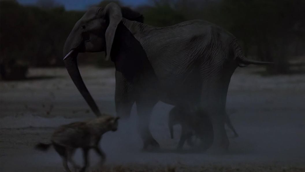 queens-tv-show-elephant-hyena-clip.jpg