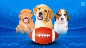 Puppy Bowl 2024: What Time and How to Watch