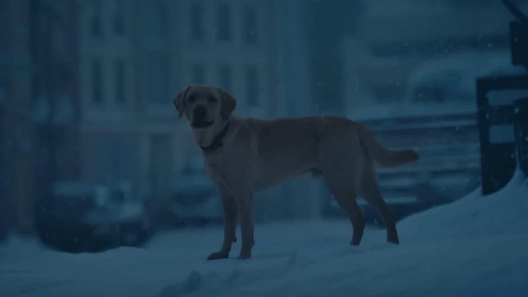 budweiser-super-bowl-commercial-2024-kurt-russell-goldie-hawn-dog.jpg