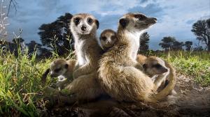 Animal Planet’s Meerkat Manor Getting Animated Adaptation