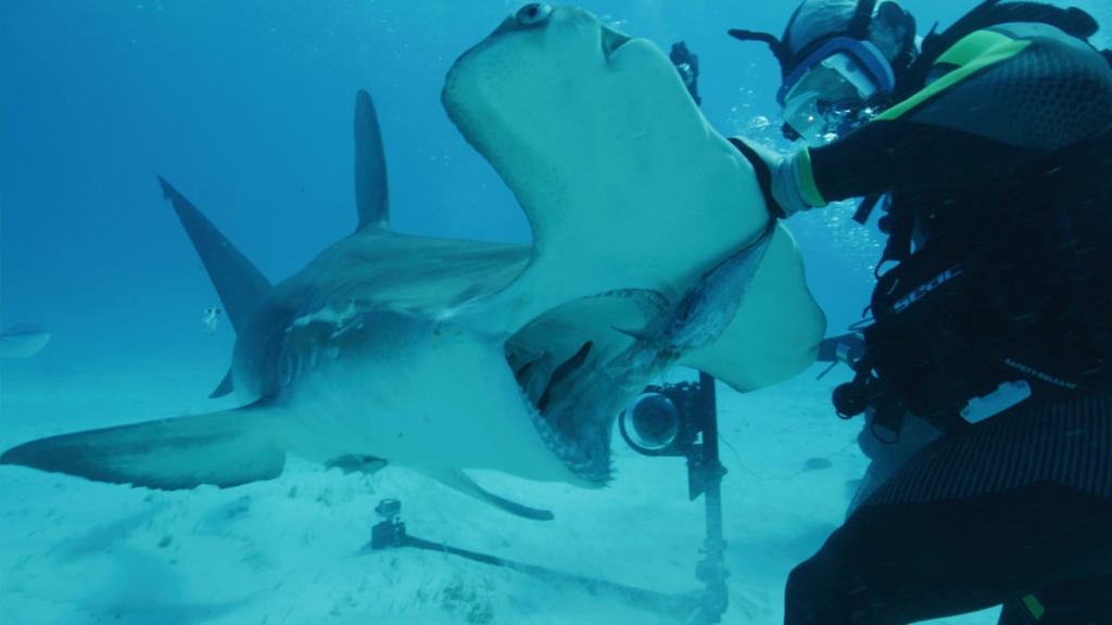 shark-week-deadliest-bite-hammerhead.jpg