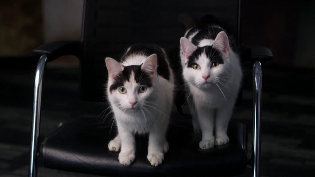 a-quiet-place-cats-nico-schnitzel.jpg