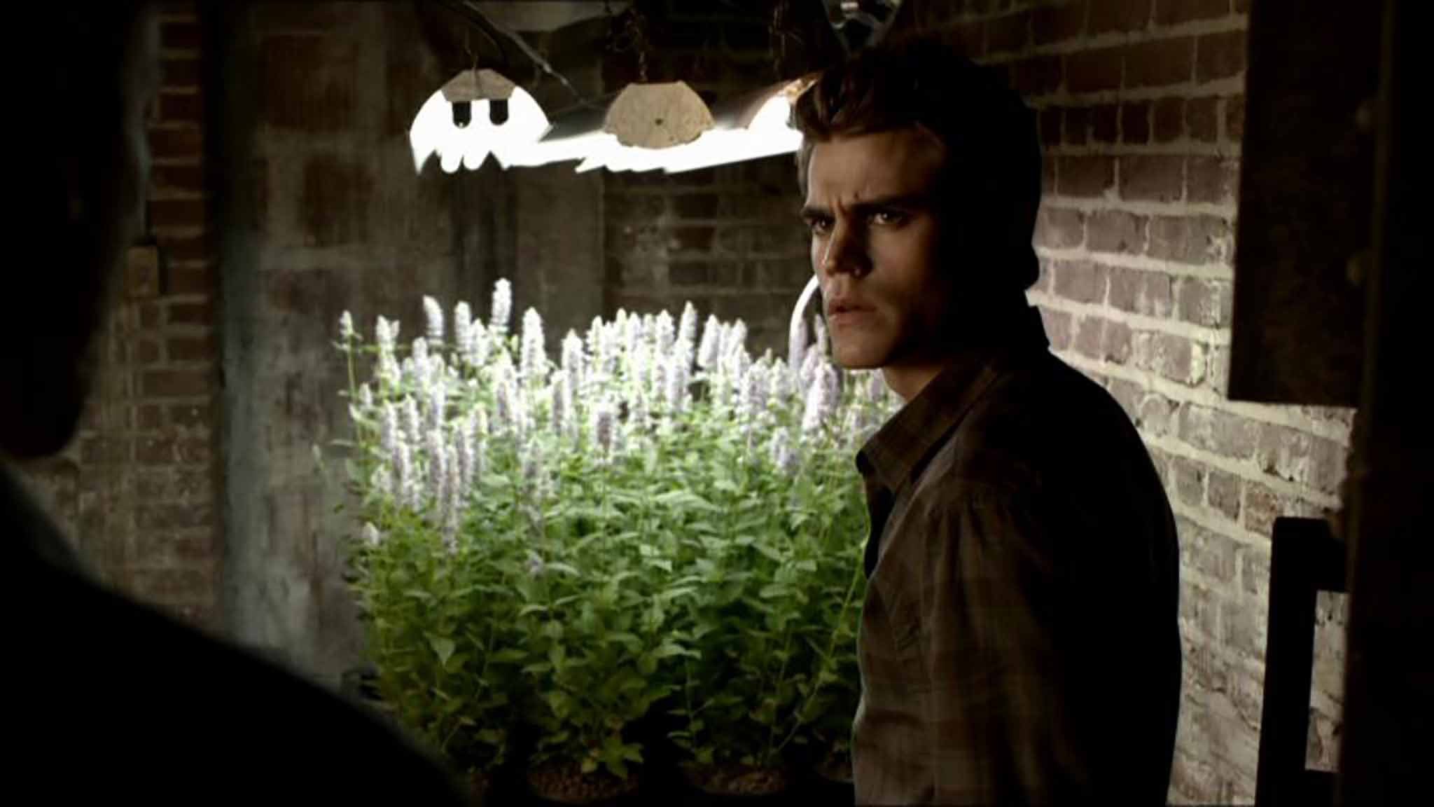 Vervain Rapper 7 Questions The Vampire Diaries Fans Still Want Answered