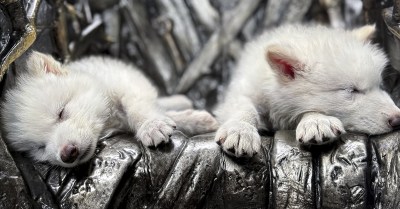 Colossal Biosciences' Dire Wolves on the Iron Throne