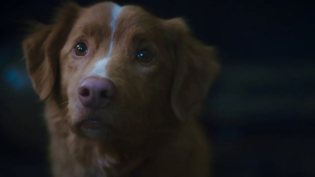 Good Boy Indy