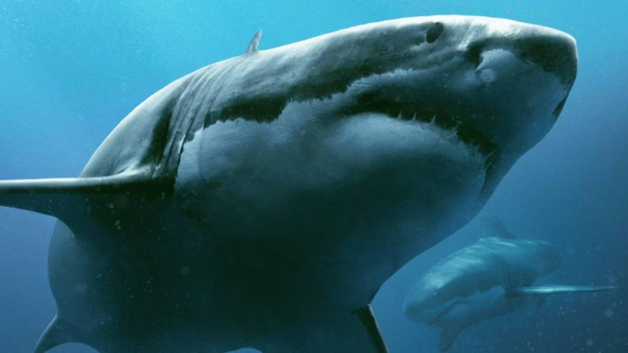 One of the Best Shark Movies Since Jaws Is About To Leave Netflix (Along With Its Sequel)