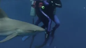 The Most Terrifying Shark Movie Since Jaws Just Arrived on HBO Max (& It’s Based on a True Story)