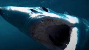 One of the Best-Reviewed Shark Movies Since Jaws Just Swam Onto Hulu (And We Need a Sequel)